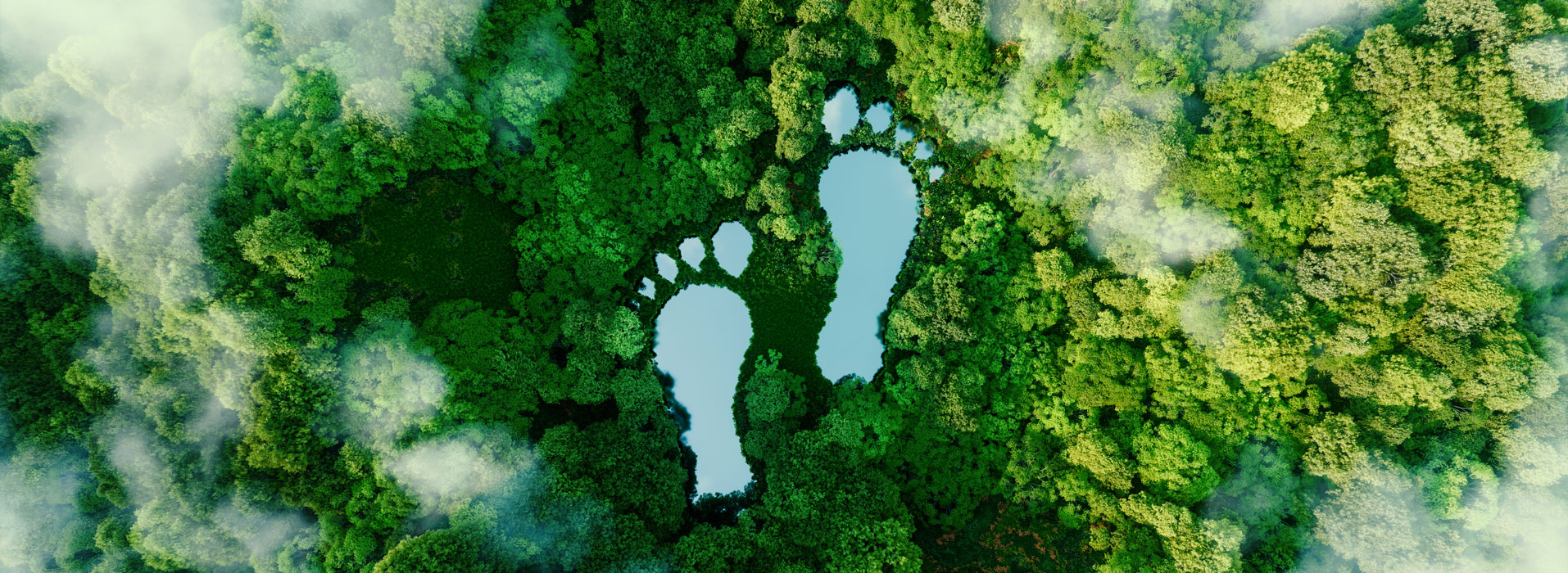 Huella de carbono sobre un bosque frondoso verde